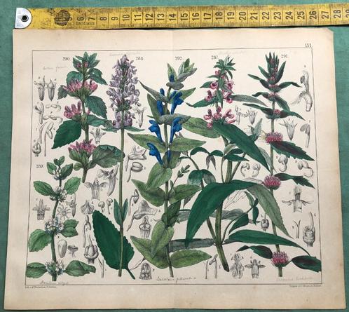hand gekleurde litho;s - Botanische prenten - ca.1900 nr 3, Antiek en Kunst, Kunst | Etsen en Gravures, Ophalen of Verzenden