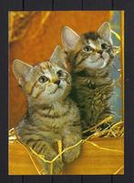 716 KATTEN, Ophalen of Verzenden, Gelopen, Hond of Kat