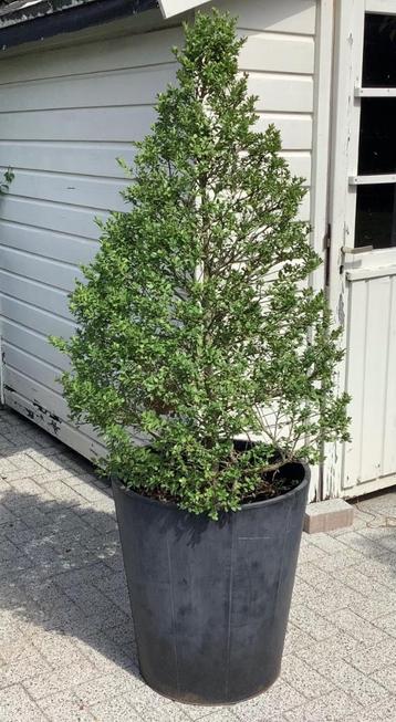 Ilex crenata beschikbaar voor biedingen