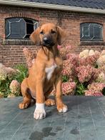 Prachtige Rhodesian Ridgeback pupies, Dieren en Toebehoren, Honden | Beagles, Bassets en Lopende honden, Overige rassen, 8 tot 15 weken