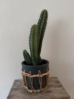 Polaskia chichipe cactus, Tuin en Terras, Planten | Tuinplanten, Volle zon, Vaste plant, Bloeit niet, Ophalen