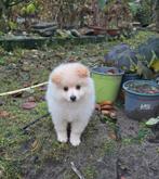 Pomeriaan kruising, Dieren en Toebehoren, 8 tot 15 weken, Meerdere, Nederland, Particulier