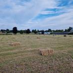 45 kleine pakjes hooi van paardenweidegras te koop 2025, Ophalen, Vee