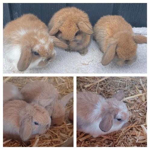 Mini nhd hangoor dwerg konijntjes, Dieren en Toebehoren, Konijnen, Dwerg, Meerdere dieren, Hangoor
