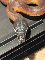 1.0 Witlippython nk 2024, Hagedis, 0 tot 2 jaar