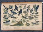 Bos- en weidevogels, Antiek en Kunst, Antiek | Schoolplaten, Ophalen of Verzenden, Natuur en Biologie