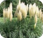 Siergras, Siergrassen, zegge, pampasgras, met korting, Ophalen of Verzenden, Vaste plant