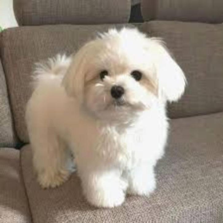 Gezocht klein blijvend maltezer leeuwtje teefje, Dieren en Toebehoren, Honden | Chihuahua's en Gezelschapshonden, Teef, Maltezer