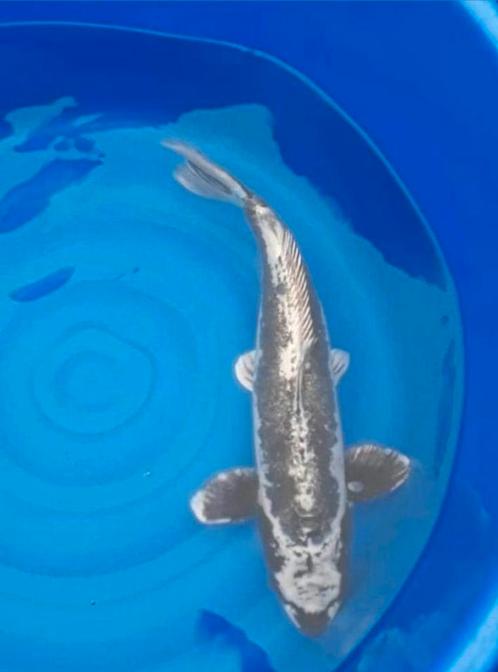 koi leuk voor koishow met certificaat ( in echt veel mooier), Dieren en Toebehoren, Vissen | Vijvervissen, Karper of Koi