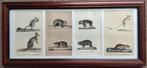 Buffon; Histoire Naturelle & Cuvier; Animal Kingdom mammalia, Antiek en Kunst, Ophalen of Verzenden