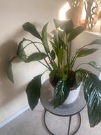 Spathiphyllum Lima - Lepelplant - Bloeiende kamerplant, Huis en Inrichting, Kamerplanten, Ophalen, Volle zon, Minder dan 100 cm