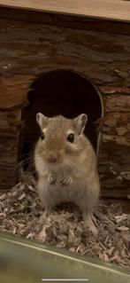 Mooie Gerbil Aangeboden, Dieren en Toebehoren, Augustus, Mannelijk, Overige typen