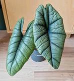 Alocasia Platinum, Huis en Inrichting, Kamerplanten, Ophalen of Verzenden