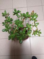 Crassulla vetplant, Huis en Inrichting, Kamerplanten, Ophalen, Vetplant, Halfschaduw, Minder dan 100 cm