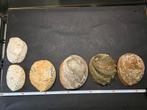 nog 6 grote Haliotes schelpen ( Abeloon schelp), Ophalen of Verzenden, Schelp(en)