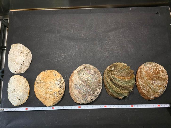 nog 6 grote Haliotes schelpen ( Abeloon schelp), Verzamelen, Mineralen en Fossielen, Schelp(en), Ophalen of Verzenden
