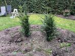 Taxus, Tuin en Terras, Planten | Struiken en Hagen, Ophalen of Verzenden, Taxus, Struik, Minder dan 100 cm