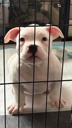 Laatste forse pocket bully pups met stamboom ABKC, Dieren en Toebehoren, Overige rassen, 8 tot 15 weken, Meerdere, Meerdere dieren