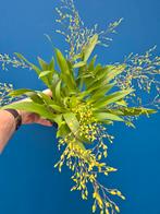 Orchidee Oncidium Twinkle Geel minimaal 7 tak (4)