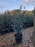 Camellia x williamsii 'Celebration', Ophalen of Verzenden, Overige soorten