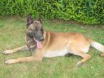 mechelse herder reu afgerichte nvbk bewakingshond verdedigi, Rabiës (hondsdolheid), Meerdere, Meerdere dieren, 3 tot 5 jaar