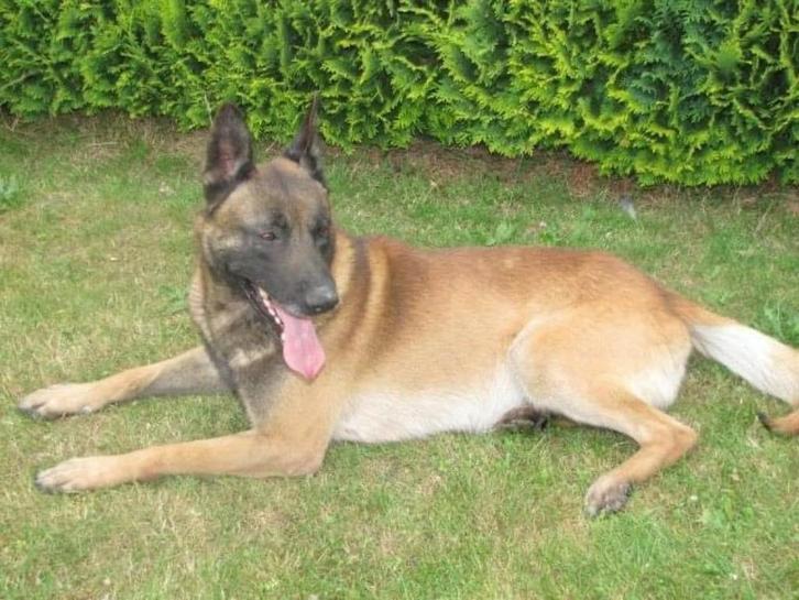 mechelse herder reu afgerichte nvbk bewakingshond verdedigi, Dieren en Toebehoren, Honden | Herdershonden en Veedrijvers, Meerdere dieren