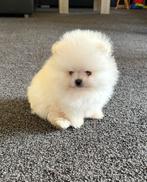 Pomeriaan pup, Dieren en Toebehoren, Keeshond, Reu, 8 tot 15 weken, CDV (hondenziekte)