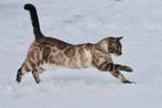 Twee ontzettend lieve sneeuw Bengalen met stamboom, Dieren en Toebehoren, Meerdere dieren, Gechipt, 0 tot 2 jaar