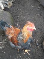 jonge legbar haan, Mannelijk, Kip