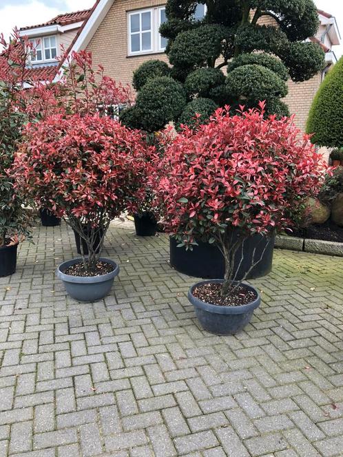 Photinia fraseri robusta compacta multistam glansmispel, Tuin en Terras, Planten | Bomen, Overige soorten, 100 tot 250 cm, Volle zon