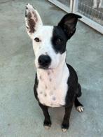 ACE: Gisele is een lieve, vriendelijke hond, Dieren en Toebehoren, Honden | Niet-rashonden, Particulier, Rabiës (hondsdolheid)