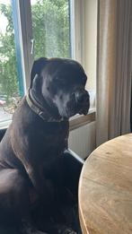 Mooie Cane Corso kruising reu - 6 jaar oud, Dieren en Toebehoren, Honden | Niet-rashonden, 6 jaar of ouder, Rabiës (hondsdolheid)