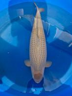 Chagoi hirasawa 92cm, Dieren en Toebehoren, Vissen | Vijvervissen, Karper of Koi