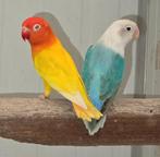 1-1 fischeri pale fallow opaline euwing groen/blauw '24-'25, Meerdere dieren, Dwergpapegaai of Agapornis, Geringd