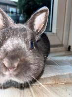 Jong Dwergkonijn Ram Doritos, Mannelijk