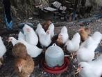 Wyandotte kriel wit hanen te koop, Dieren en Toebehoren, Mannelijk, Kip