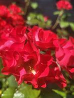 Rosa La grande parade floribunda roos., Vaste plant, Halfschaduw, Lente, Ophalen