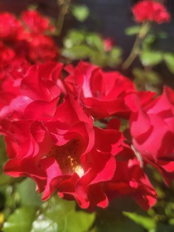 Rosa La grande parade floribunda roos.  beschikbaar voor biedingen