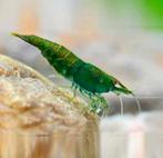 Green Jade Garnalen, Dieren en Toebehoren, Kreeft, Krab of Garnaal, Zoetwatervis, Schoolvis