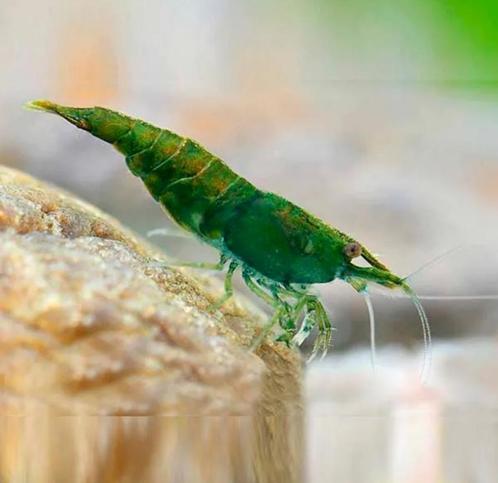 Green Jade Garnalen, Dieren en Toebehoren, Vissen | Aquariumvissen, Zoetwatervis, Kreeft, Krab of Garnaal, Schoolvis