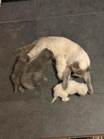 Britse korthaar kittens, Dieren en Toebehoren, Katten en Kittens | Overige Katten, Poes