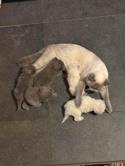 Britse korthaar kittens, Dieren en Toebehoren, Katten en Kittens | Overige Katten, Poes