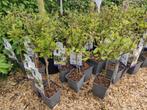 Hele seizoen doordragende moerbei mojo berry terrasboompjes!, Tuin en Terras, Planten | Bomen, In pot, Minder dan 100 cm, Lente
