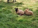 Heideschaap ram, Mannelijk, Schaap
