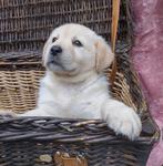 schitterend geel labrador reu pup 8 weken oud beschikbaar., Dieren en Toebehoren, Rabiës (hondsdolheid), Reu, 8 tot 15 weken, Labrador retriever