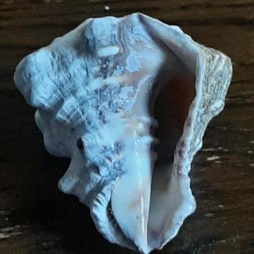 🐚Wulk - Prachtige natuurlijke decoratie️🏷️GRATIS beschikbaar voor biedingen