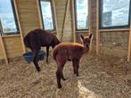 Bruine merrie alpaca met hengstveulen, Dieren en Toebehoren, Overige Dieren, Meerdere dieren, Voor 1 juli 2024