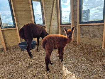Bruine merrie alpaca met hengstveulen beschikbaar voor biedingen