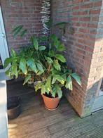 visgraat palm coryota mitus, Huis en Inrichting, Kamerplanten, Ophalen, Palm, Halfschaduw, In pot