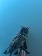 Opgezette Ransuil in Prachtige Staat, Ophalen of Verzenden, Zo goed als nieuw, Vogel, Opgezet dier